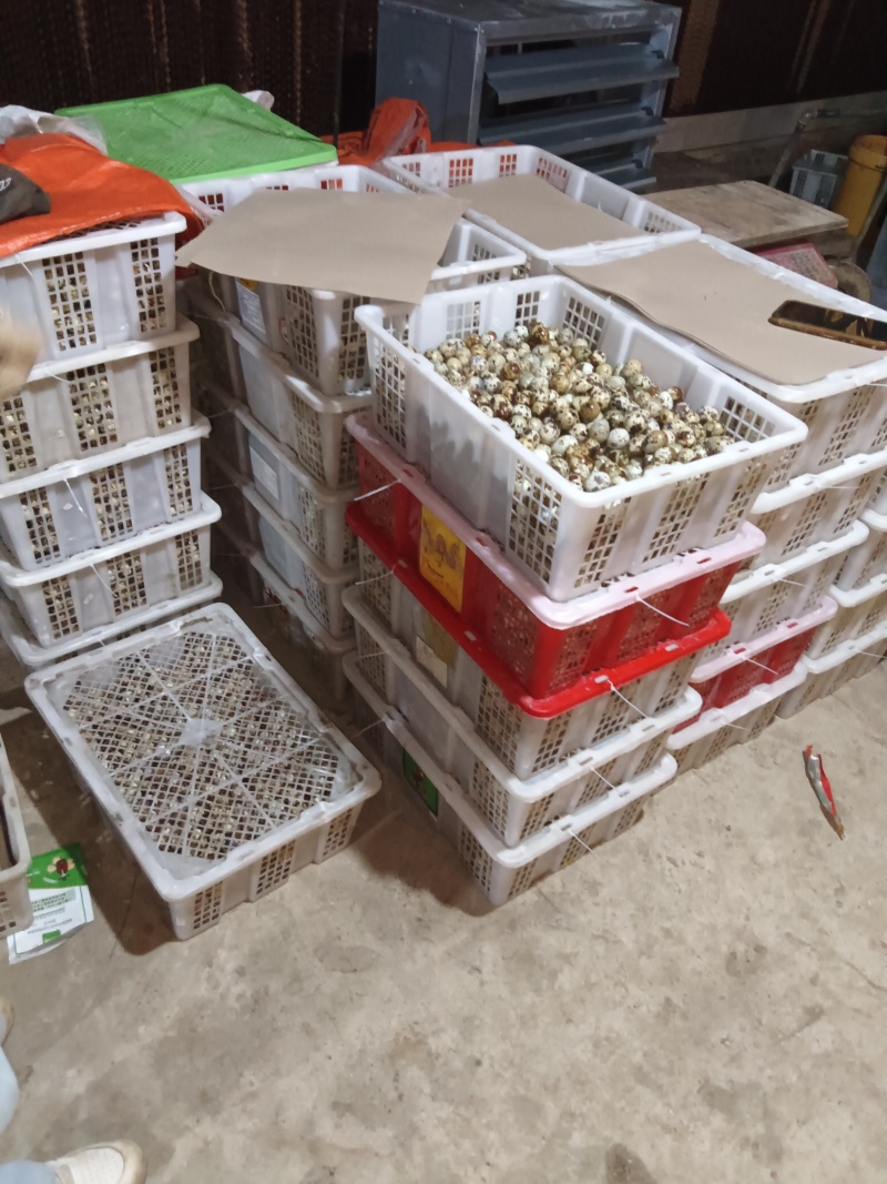 【热卖推荐】广东清水鹌鹑蛋厂家直发量大价优可线上下单