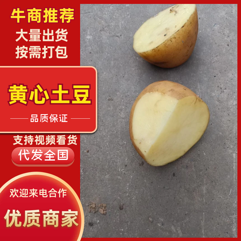黄心土豆，一手货源，量大从优，价格不高，支持视频看货选货