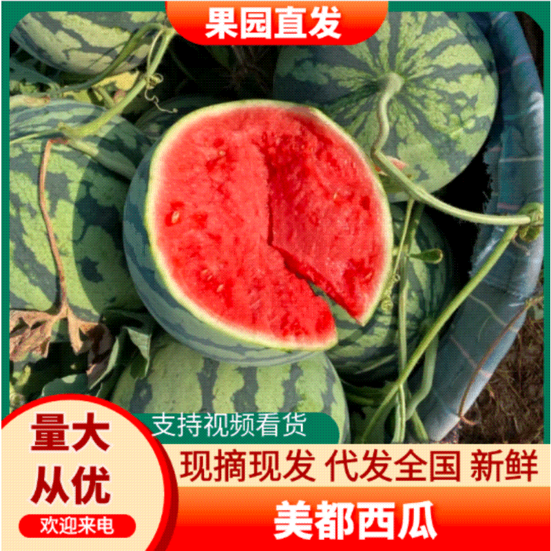 【精品】夏邑西瓜美都西瓜基地直发价格美丽欢迎洽谈