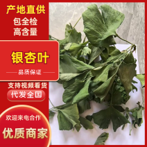 银杏叶包全检高含量产地直供品质保障对接全国