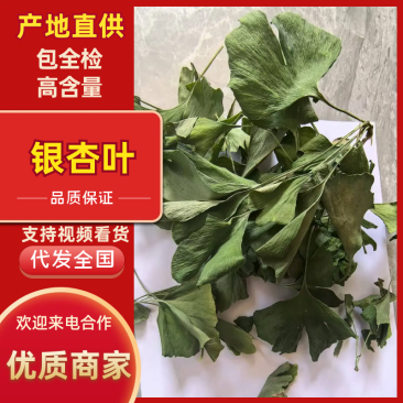 银杏叶包全检高含量产地直供品质保障对接全国