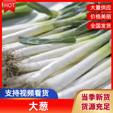 【热门推荐】河北沧州铁杆大葱产地直销现摘现发可对接商超