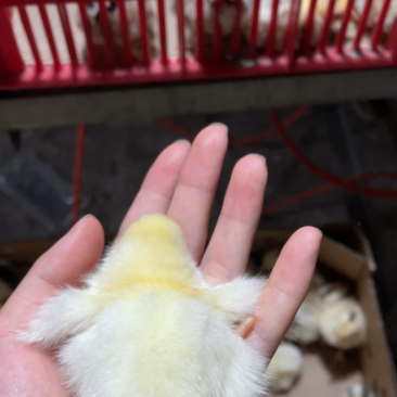 青脚苏禽