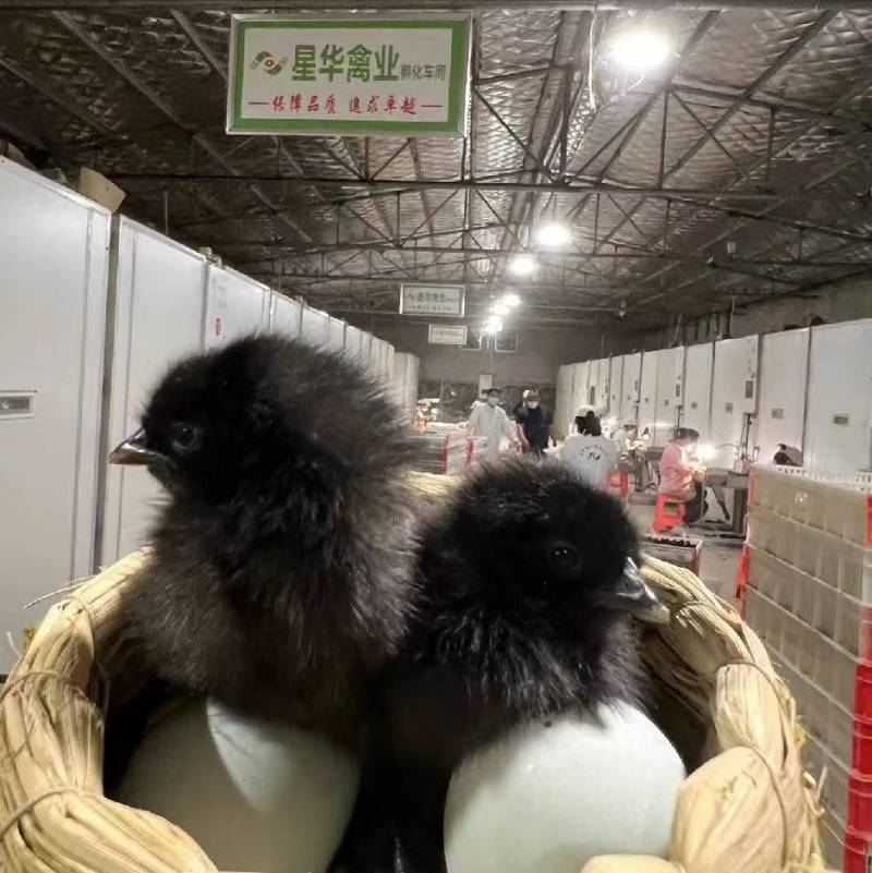 五黑一绿鸡苗