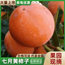 七月黄柿子品质保证服务周到大量有货