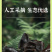 南召黑木耳产地直发/非转基因人工采摘/生态优选