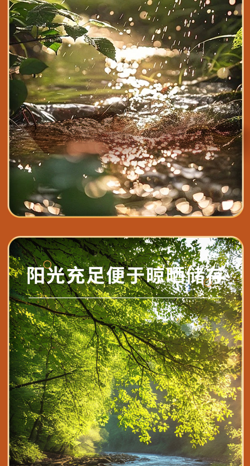 【热卖】南召精品红菇颗颗精选营养鲜美肉质鲜嫩产地直发