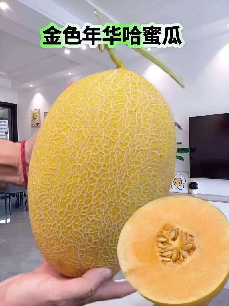 哈密瓜民勤蜜瓜甜而不腻口感细腻爽滑脆甜多汁欢迎咨询