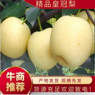 皇冠次果！个大梨白，囗感好，大量有货！需要的老板联系！