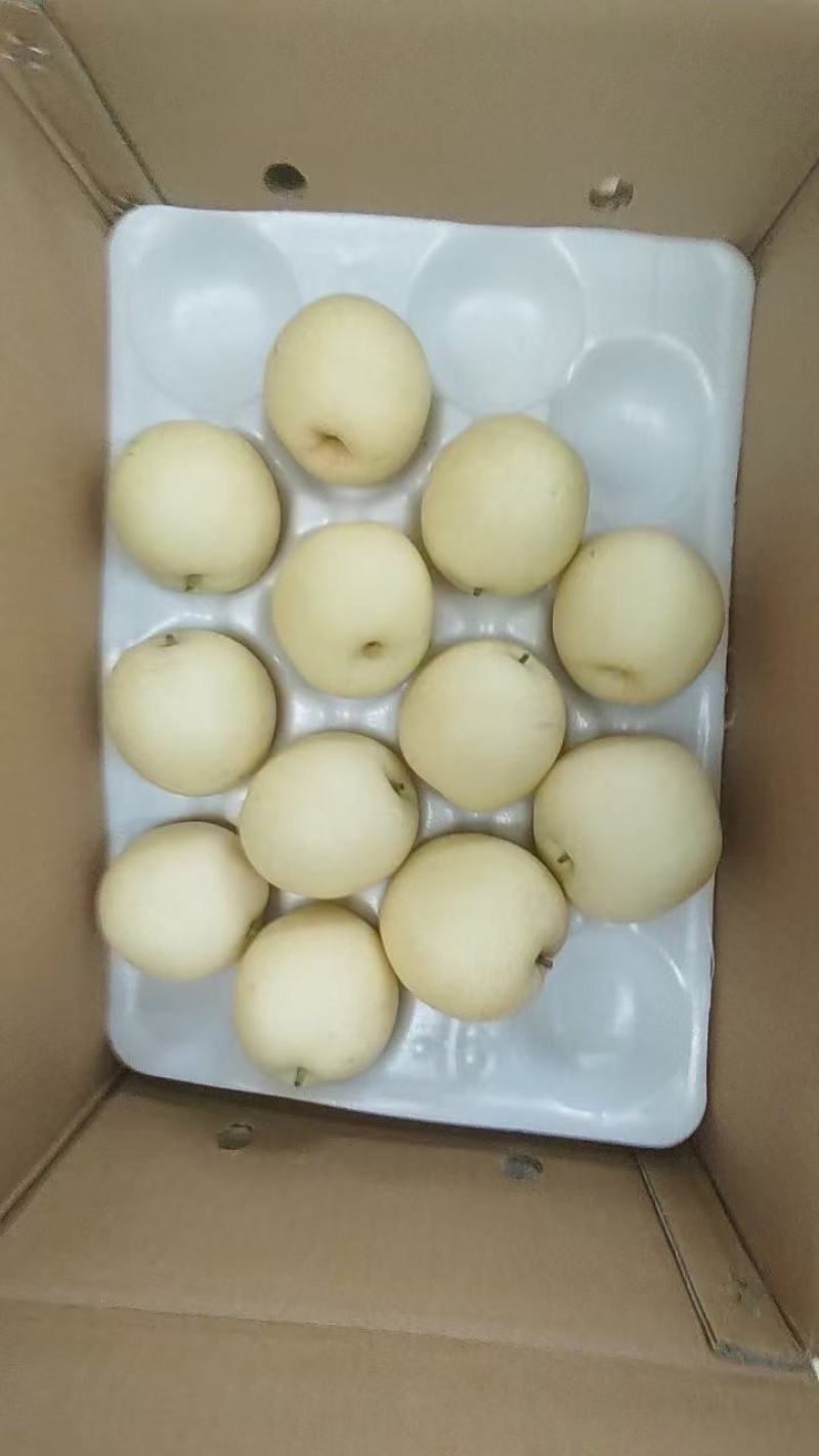 皇冠次果！个大梨白，囗感好，大量有货！需要的老板联系！