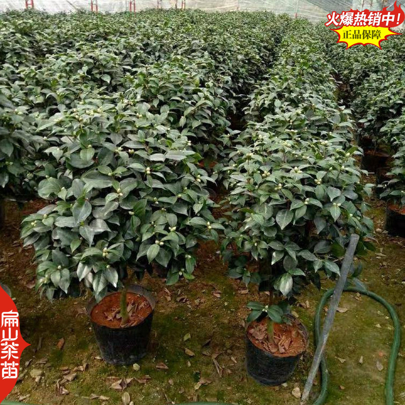 福建标准大型茶花苗培育基地大红赤丹小杯苗裸根苗30c