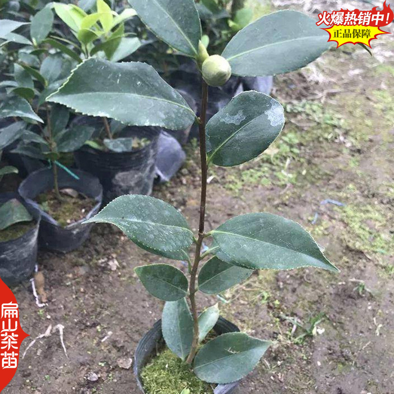 福建标准大型茶花苗培育基地大红赤丹小杯苗裸根苗30c