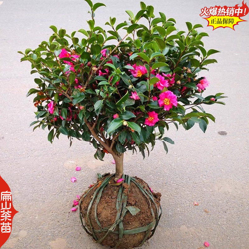福建标准大型茶花苗培育基地大红赤丹小杯苗裸根苗30c