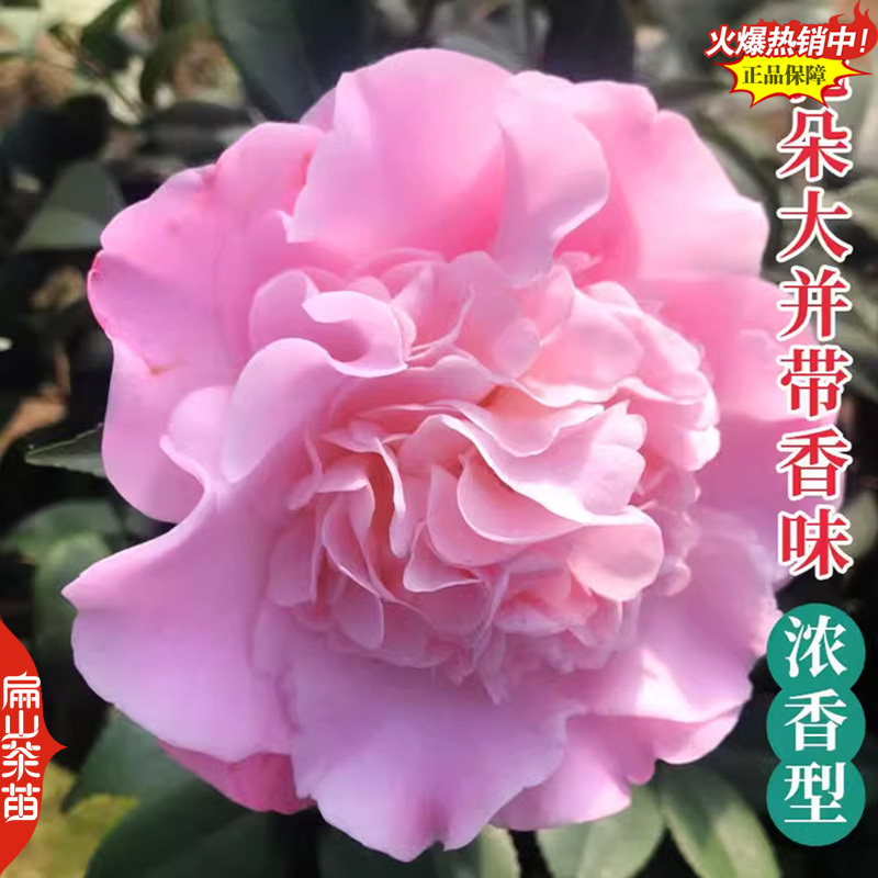 福建标准大型茶花苗培育基地大红赤丹小杯苗裸根苗30c