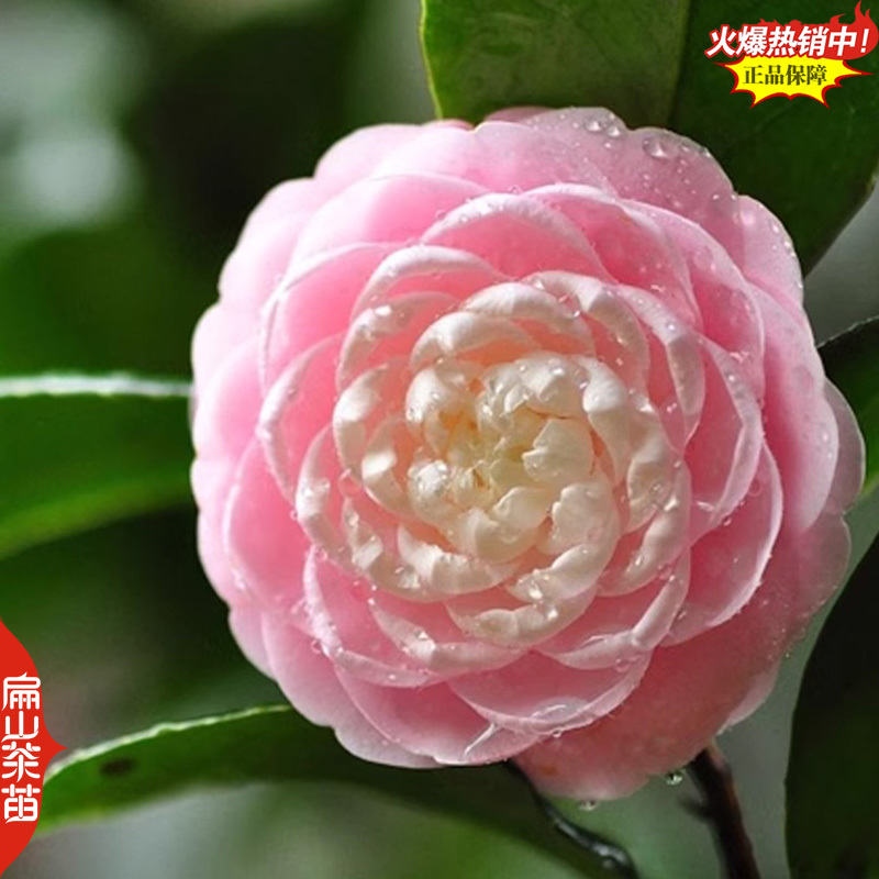 福建标准大型茶花苗培育基地大红赤丹小杯苗裸根苗30c