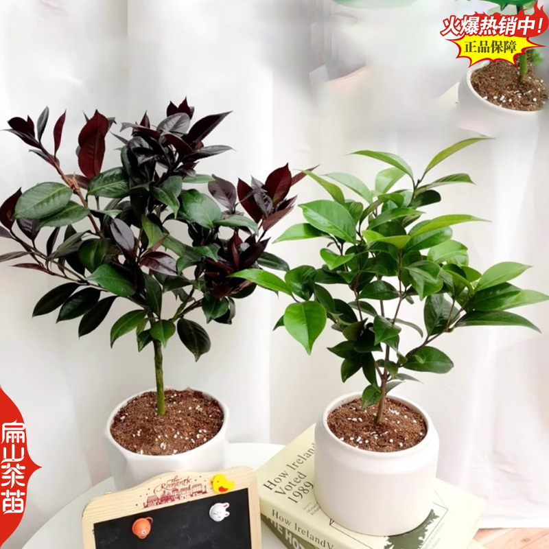 龙岩香妃漳平冬天开花茶花苗永福冬茶花树小杯苗40CM