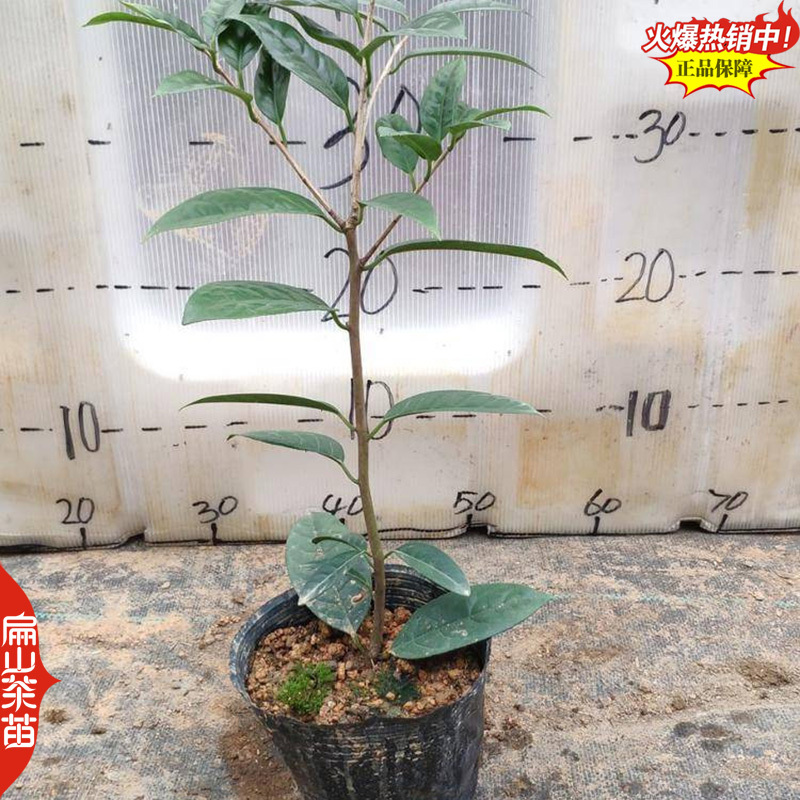 龙岩香妃漳平冬天开花茶花苗永福冬茶花树小杯苗40CM