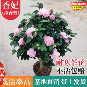 龙岩香妃漳平冬天开花茶花苗永福冬茶花树小杯苗40CM