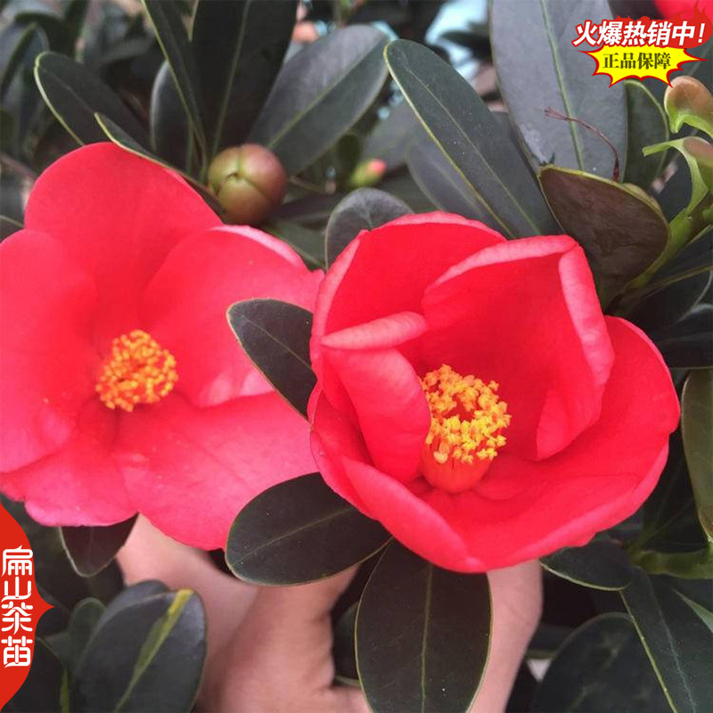 龙岩香妃漳平冬天开花茶花苗永福冬茶花树小杯苗40CM