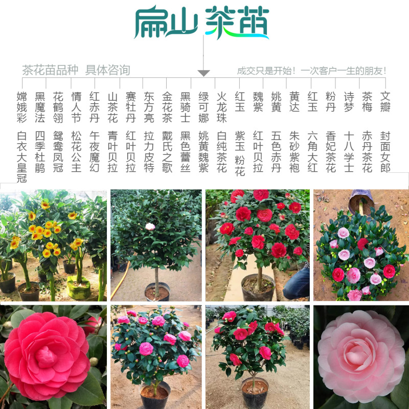 龙岩香妃漳平冬天开花茶花苗永福冬茶花树小杯苗40CM