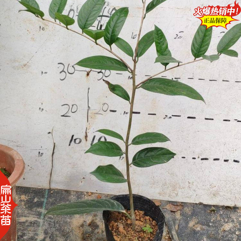 龙岩香妃漳平冬天开花茶花苗永福冬茶花树小杯苗40CM