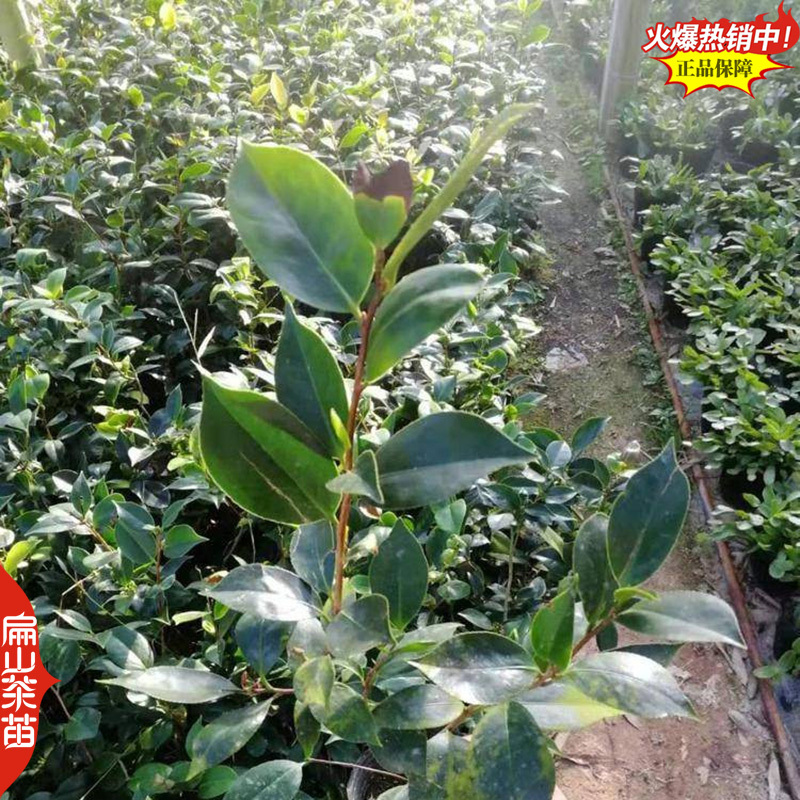 龙岩香妃漳平冬天开花茶花苗永福冬茶花树小杯苗40CM