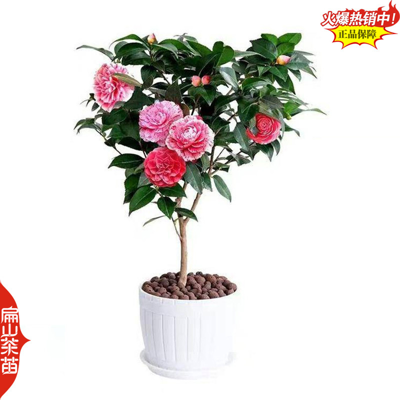 龙岩香妃漳平冬天开花茶花苗永福冬茶花树小杯苗40CM
