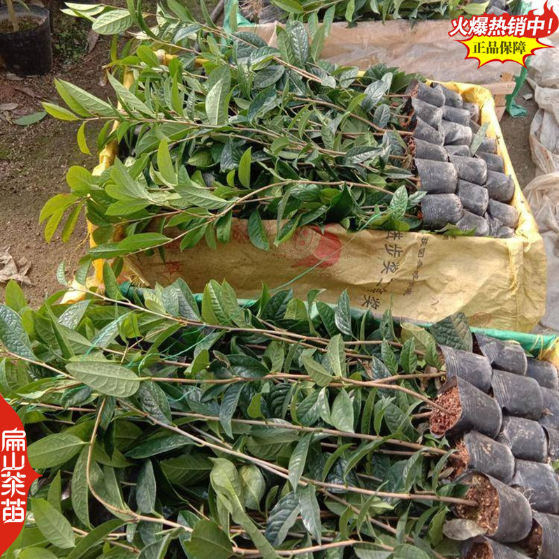 福建五色赤丹茶花树苗大红赤丹茶花苗培育基地60CM