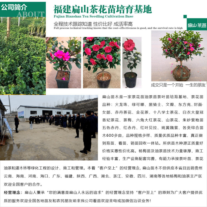 福建五色赤丹茶花树苗大红赤丹茶花苗培育基地60CM