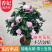 标准福建四季茶花树苗封面-女郎东方亮茶花小杯苗40C
