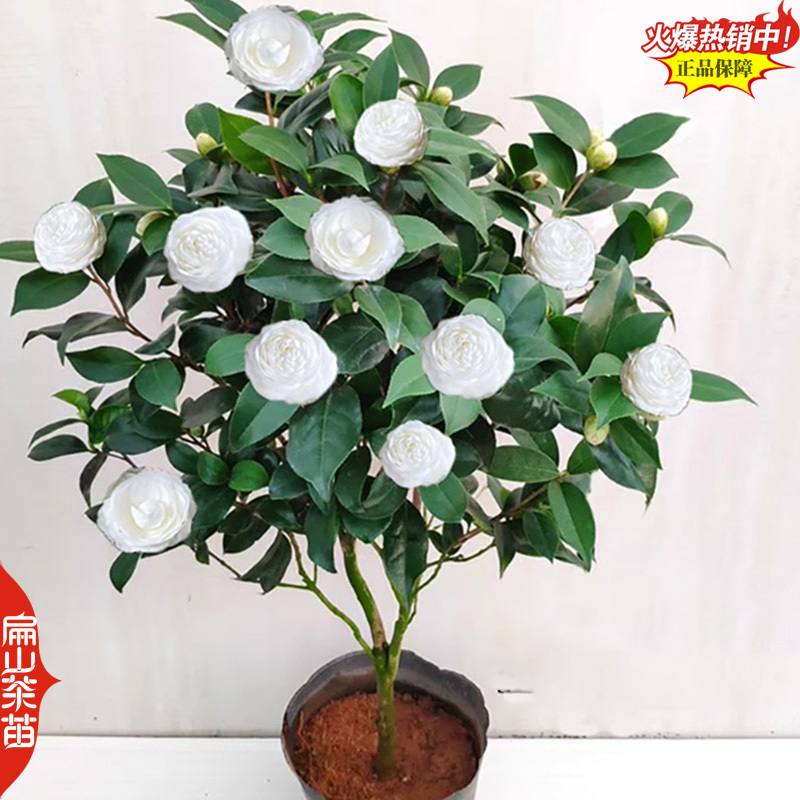 标准福建四季茶花树苗封面-女郎东方亮茶花小杯苗40C