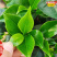 标准福建四季茶花树苗封面-女郎东方亮茶花小杯苗40C