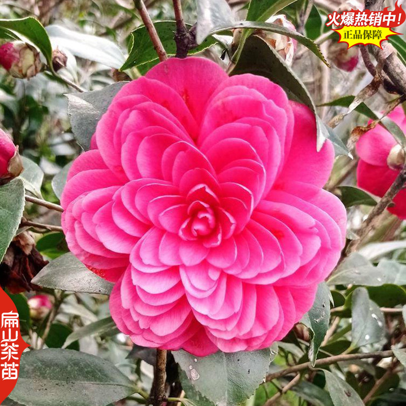 标准福建四季茶花树苗封面-女郎东方亮茶花小杯苗40C