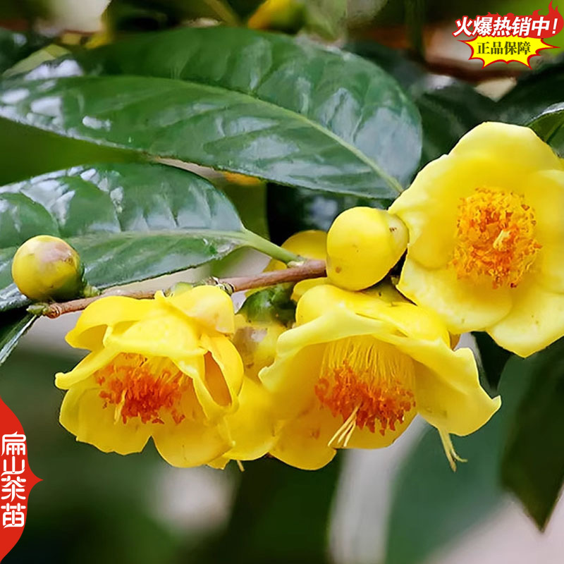 标准福建四季茶花树苗封面-女郎东方亮茶花小杯苗40C