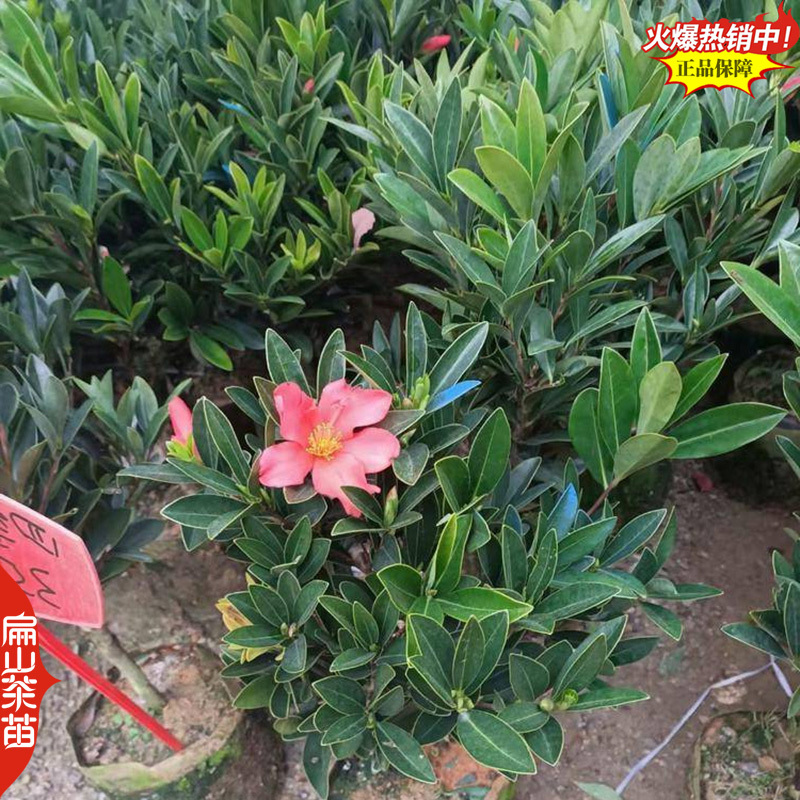 标准福建四季茶花树苗封面-女郎东方亮茶花小杯苗40C