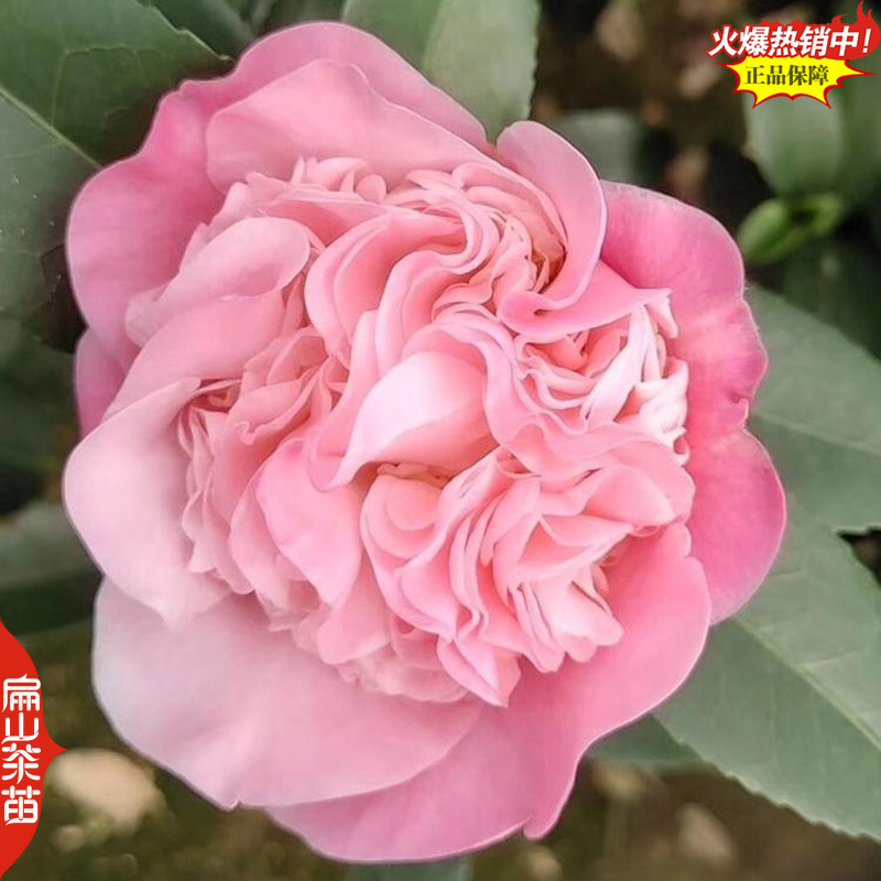 标准福建四季茶花树苗封面-女郎东方亮茶花小杯苗40C