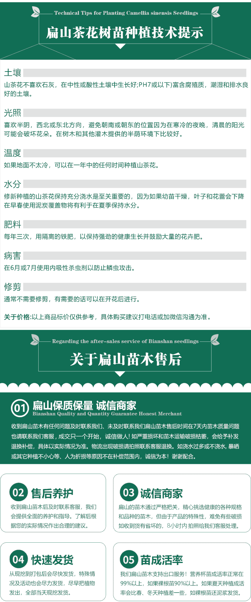 标准福建四季茶花树苗封面-女郎东方亮茶花小杯苗40C