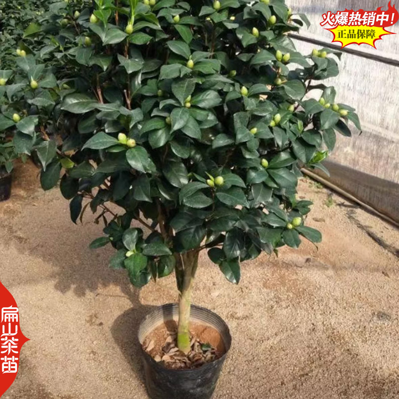 福建大红赤丹茶花漳州茶梅南平白衣大皇冠茶花树苗30