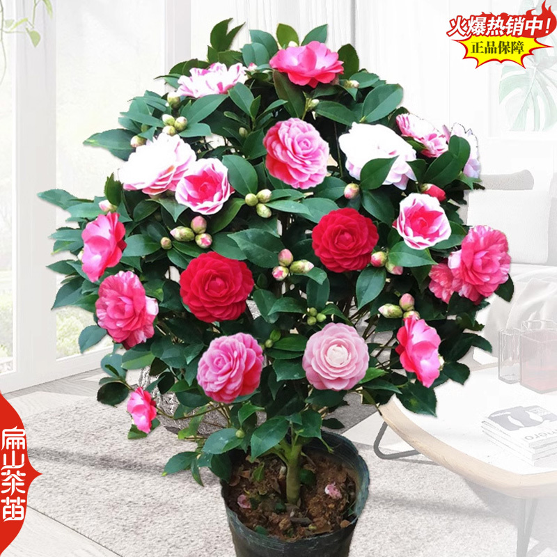 福建大红赤丹茶花漳州茶梅南平白衣大皇冠茶花树苗30