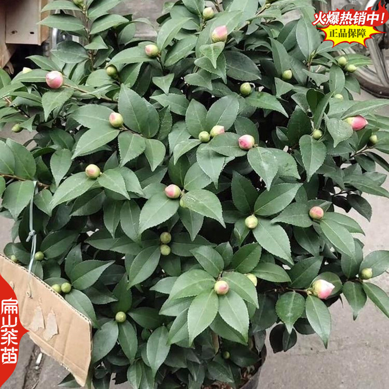 福建大红赤丹茶花漳州茶梅南平白衣大皇冠茶花树苗30