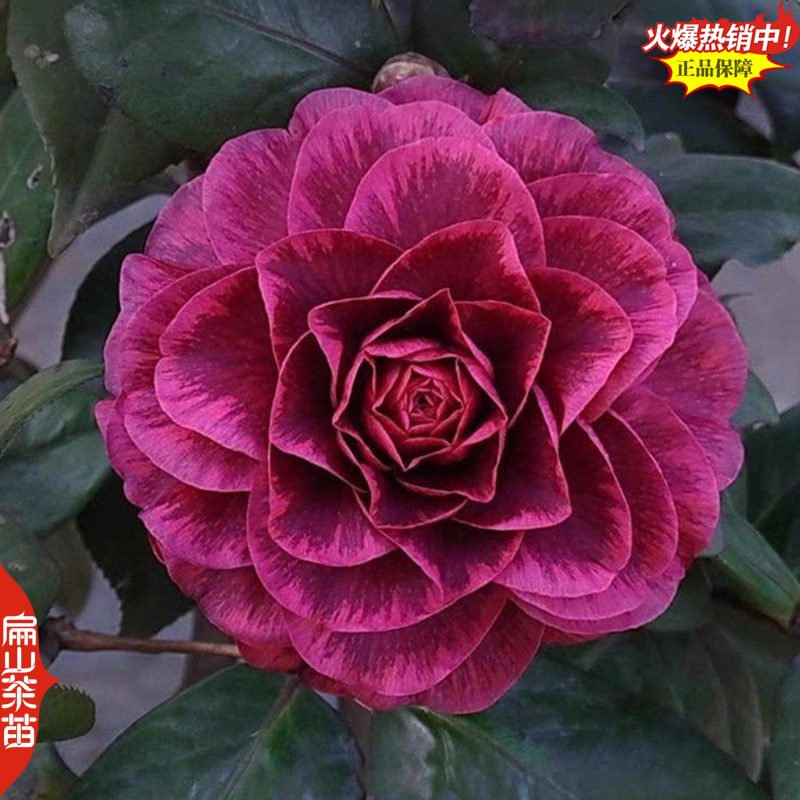 福建大红赤丹茶花漳州茶梅南平白衣大皇冠茶花树苗30