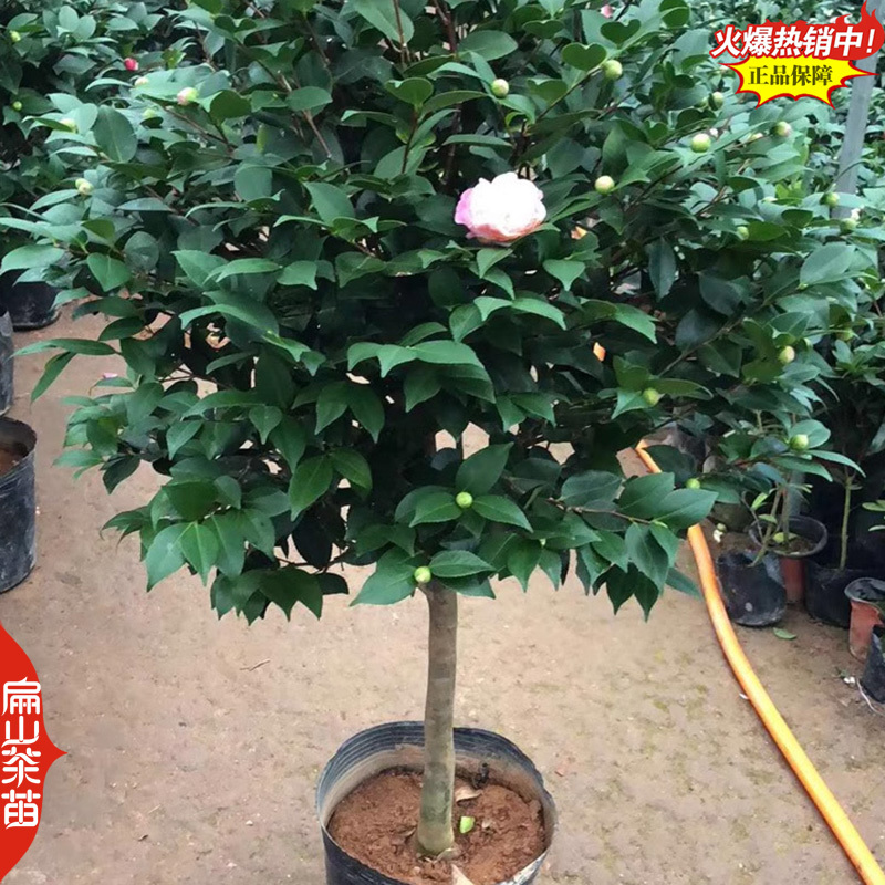 云南紫叶贝拉茶花苗五色赤丹茶树苗四季烈香茶苗40CM