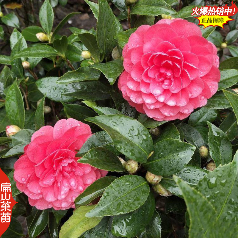 云南紫叶贝拉茶花苗五色赤丹茶树苗四季烈香茶苗40CM
