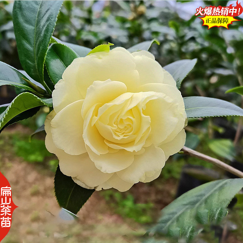云南紫叶贝拉茶花苗五色赤丹茶树苗四季烈香茶苗40CM