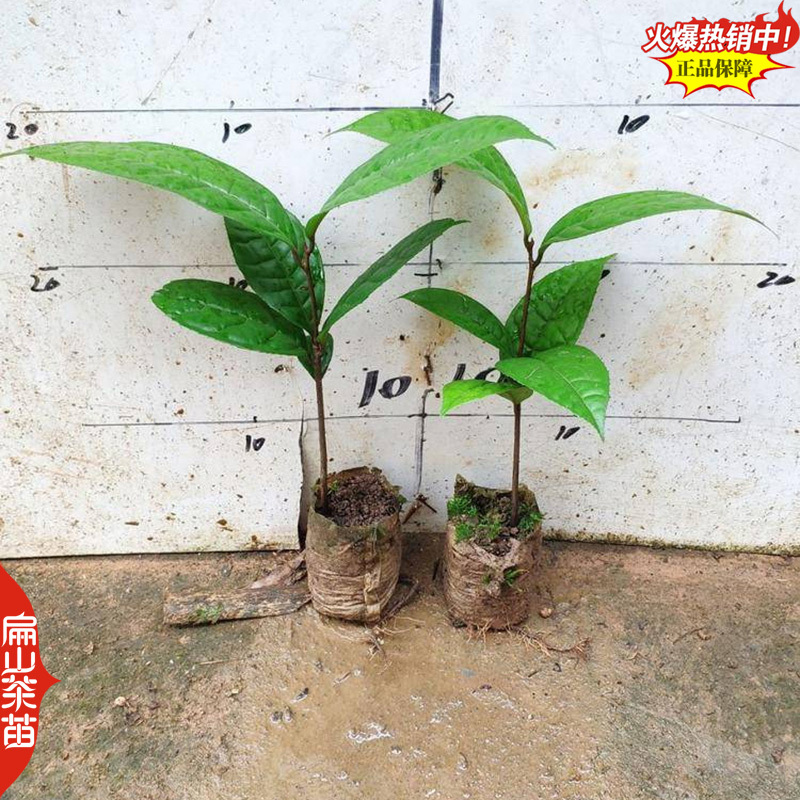 云南紫叶贝拉茶花苗五色赤丹茶树苗四季烈香茶苗40CM