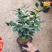 云南紫叶贝拉茶花苗五色赤丹茶树苗四季烈香茶苗40CM