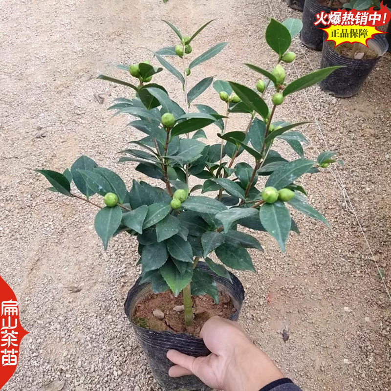 云南紫叶贝拉茶花苗五色赤丹茶树苗四季烈香茶苗40CM