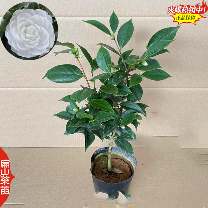 云南紫叶贝拉茶花苗五色赤丹茶树苗四季烈香茶苗40CM