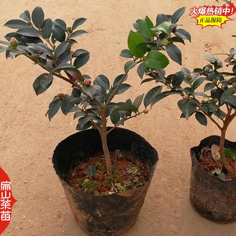 云南紫叶贝拉茶花苗五色赤丹茶树苗四季烈香茶苗40CM