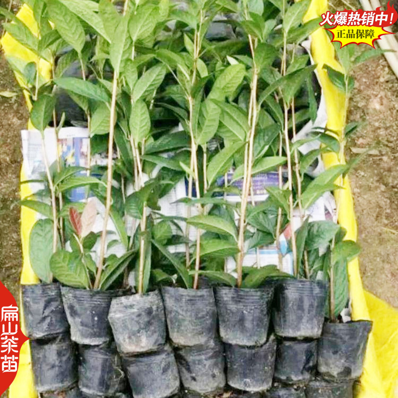 浓香型十八学士茶花苗四季香妃山茶花树苗红色黄色粉色3